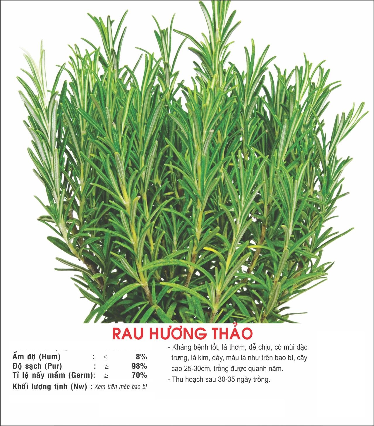 02 gói Hạt giống Rau Hương Thảo - Rosemary - Mê Điệt Hương (Gói 90 hạt) VTP82