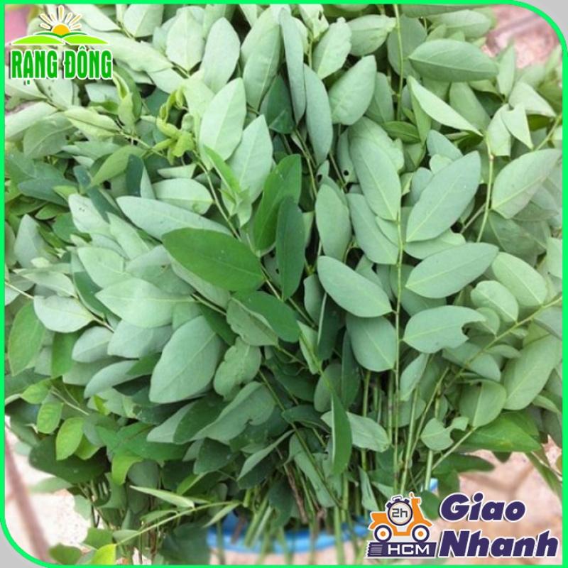 Hạt giống Rau Ngót Trồng Quanh Năm, Sinh Trưởng Khỏe - Hạt giống Rạng Đông