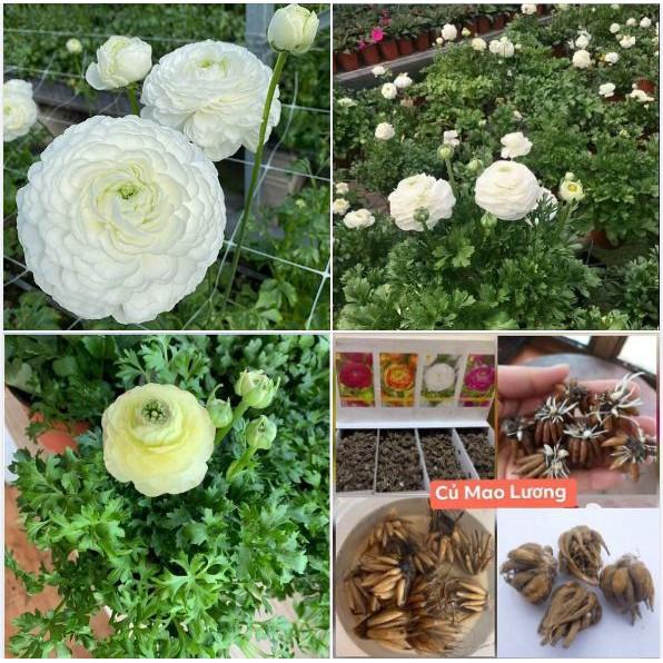 Củ giống hoa hồng mao lương trắng