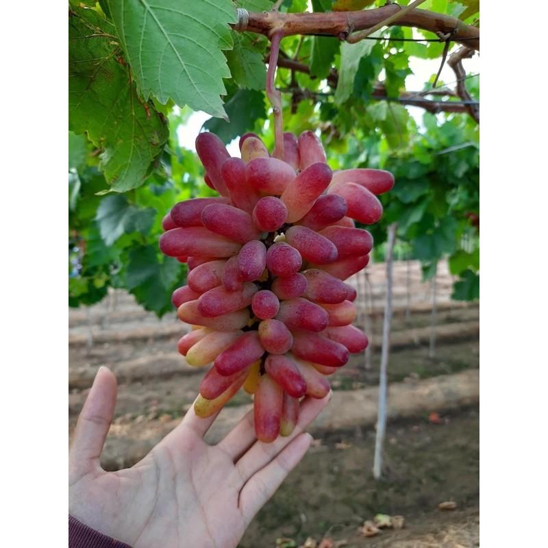 Cây Nho Ngón Tay
