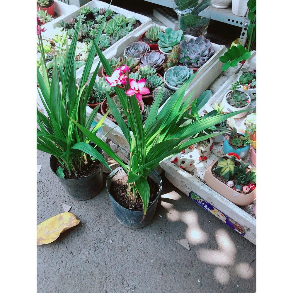 Cây Địa lan, lan đất hay lan chu đinh