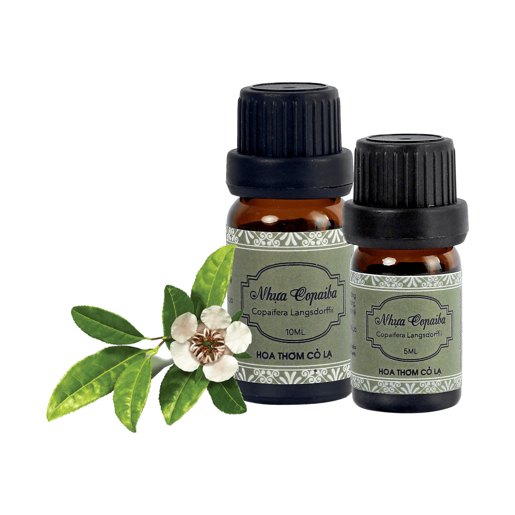 Tinh Dầu Nhựa Copaiba - Copaiba Balsam Essential Oil 10ml - Hoa Thơm Cỏ Lạ