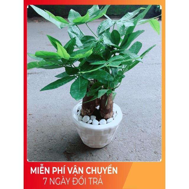 Chậu Kim Ngân 3 Thân Lớn