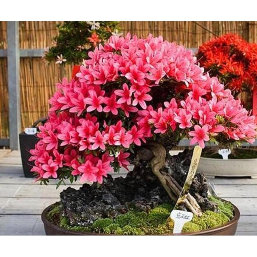 COMBO 3CÂY GIỐNG HOA ĐỖ QUYÊN NHẬT BẢN MIX MÀU