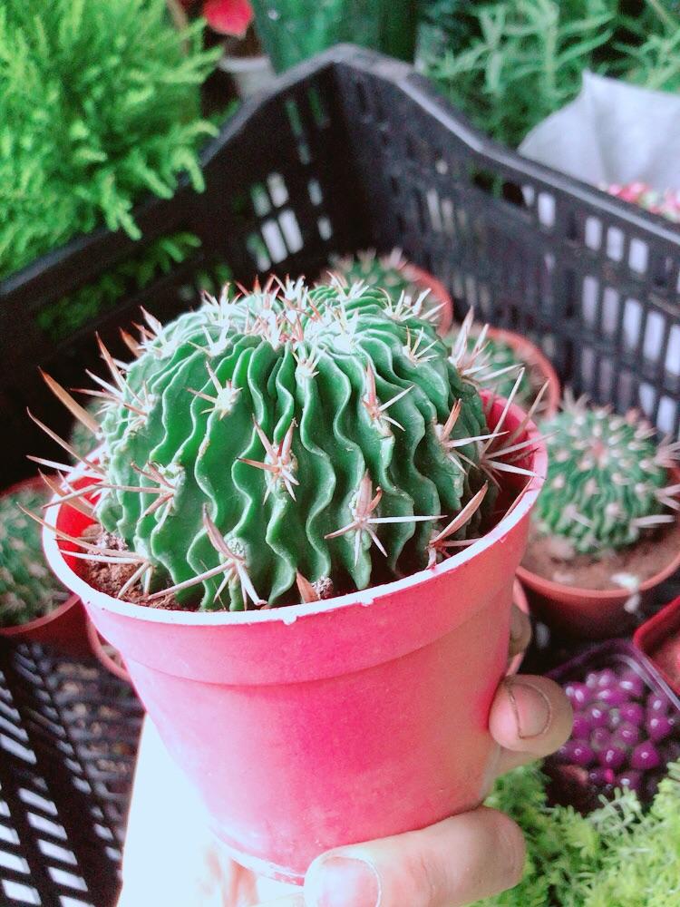 Xương Rồng Trúc Ngọc