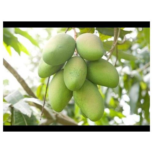 CÂY GIỐNG XOÀI TỨ QUÝ SIÊU QUẢ