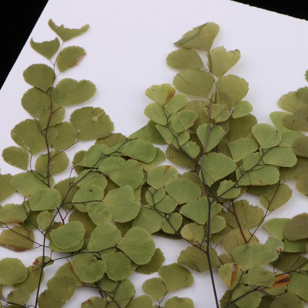 Set 10 Hoa Ép Khô Dùng Trang Trí Thủ Công Đa Năng