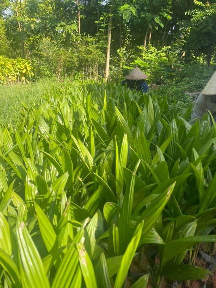 Cây cau ăn trái