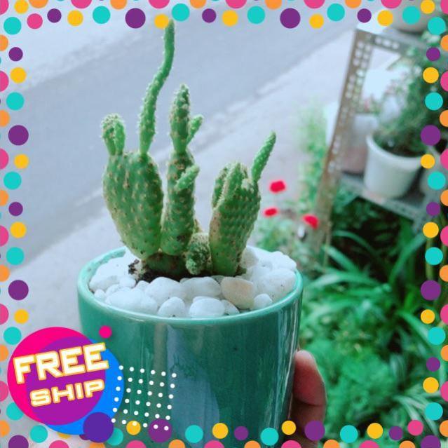 Chậu Xương Rồng Tai Thỏ