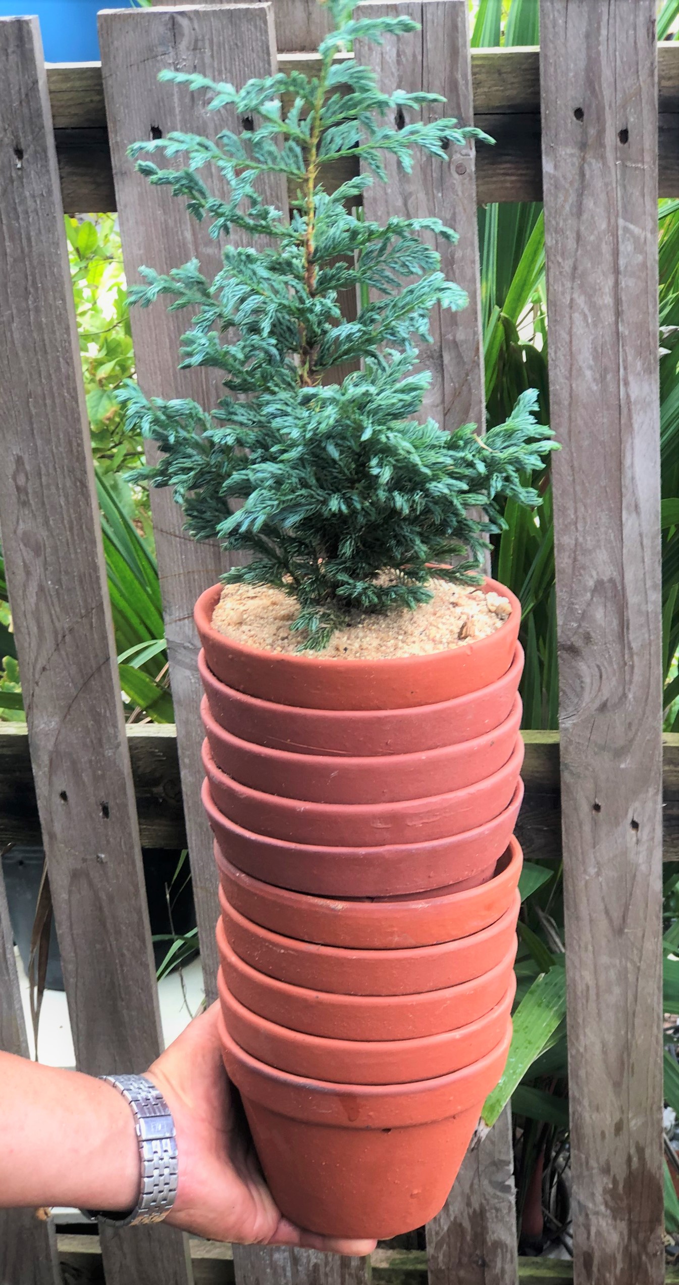 Bộ 10 chậu đất nung trồng lan trồng cây số 3 rộng 15cm x cao 11 cm