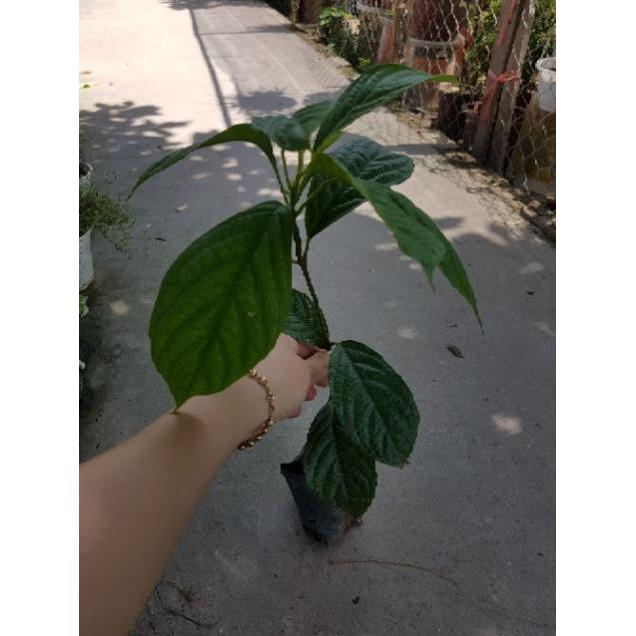 Cây dâu da đất cao 80cm ăn ngon dễ trồng