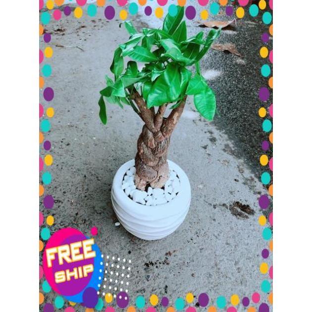 Chậu Kim Ngân 3 Thân Thắt Bính