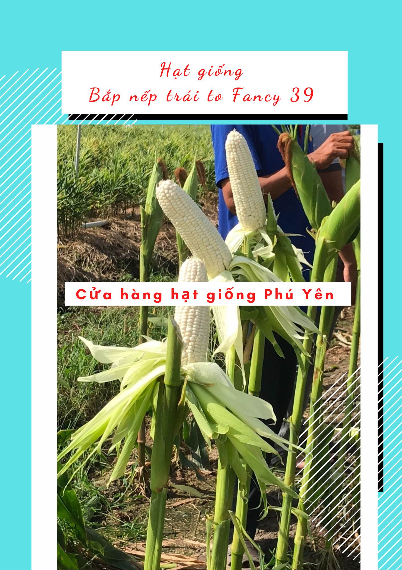 1 kg hạt giống ngô nếp Thái Lan - Fancy 39 trái to