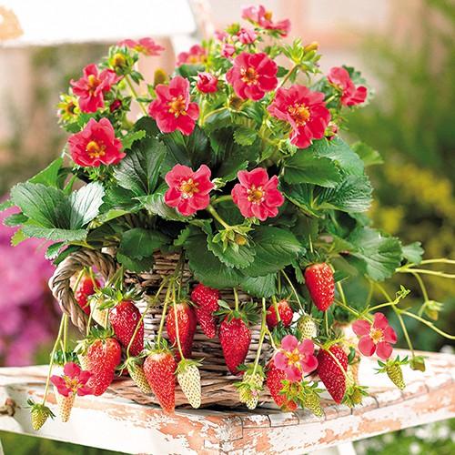 Hạt giống dâu tây đỏ chịu nhiệt 100 hạt/gói