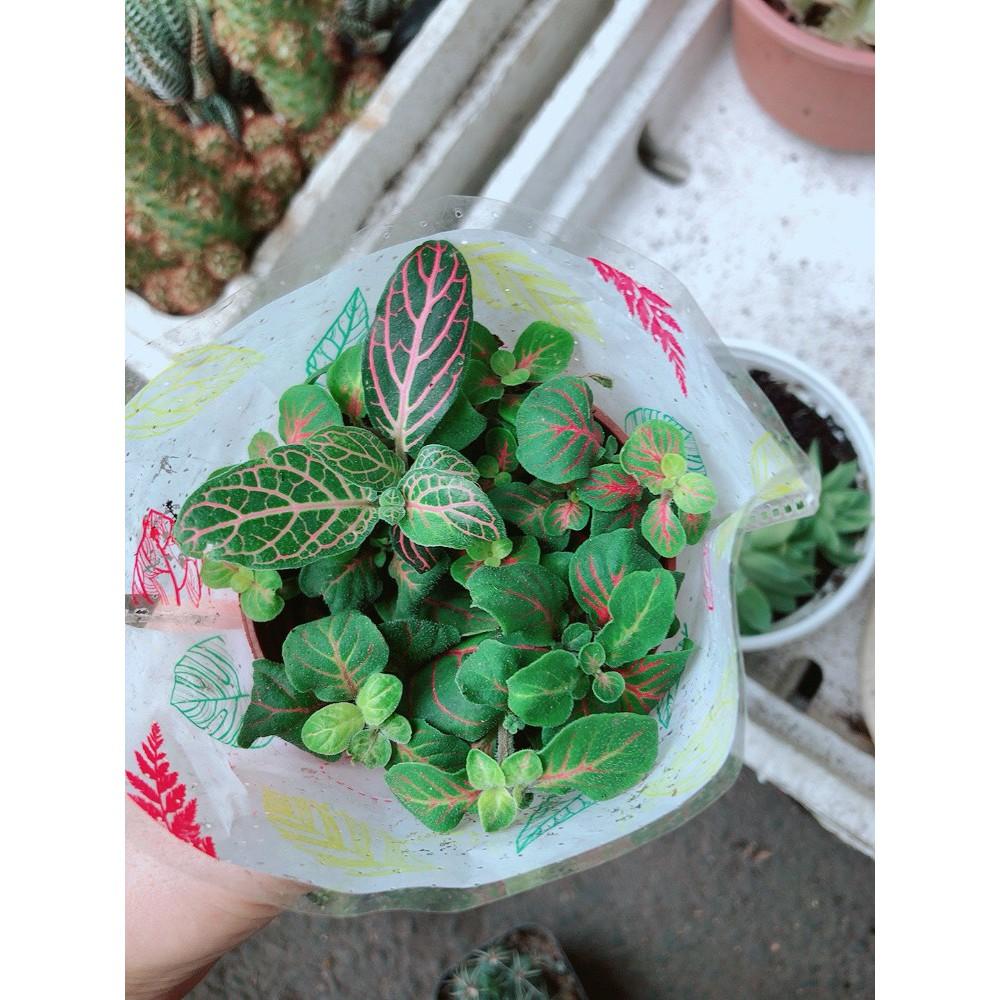 Chậu cây cẩm nhung