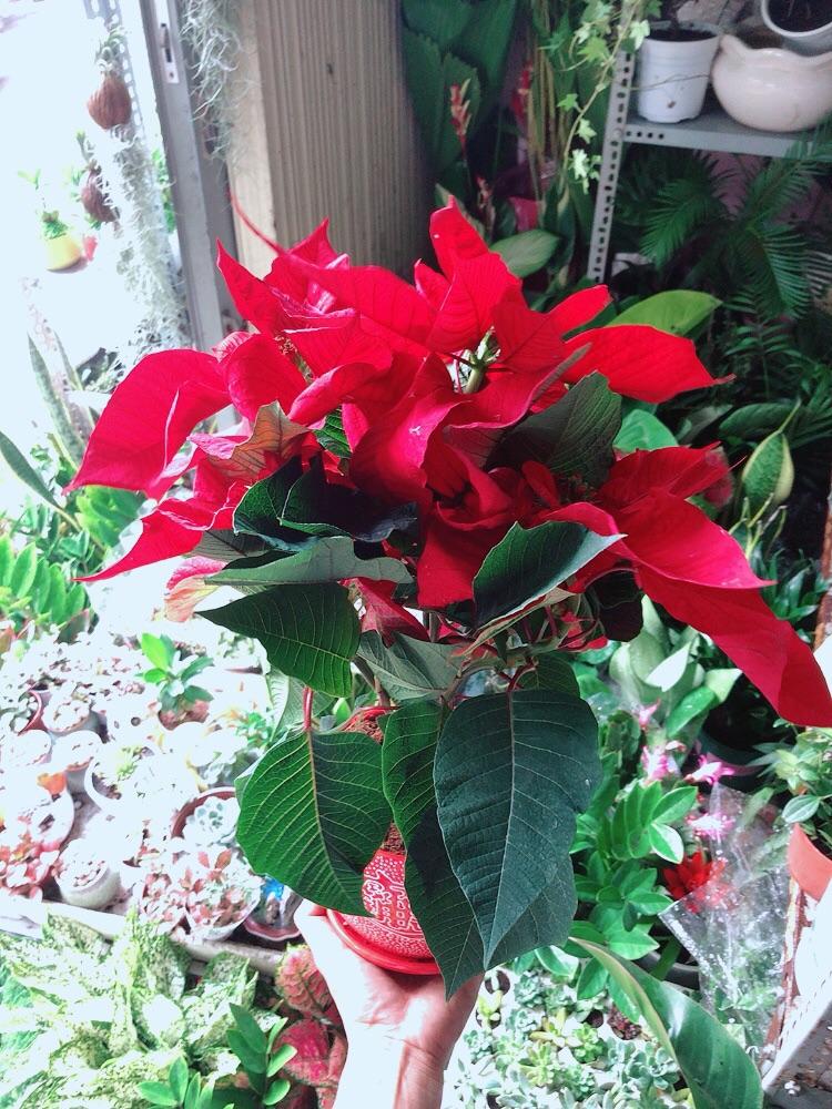 Chậu Cây Trạng Nguyên