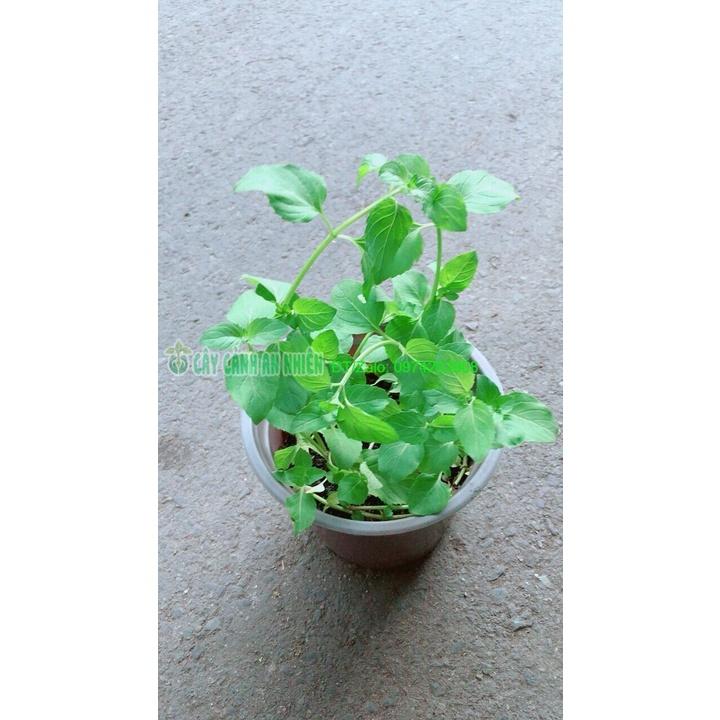 Chậu Bạc Hà Âu-Euromint