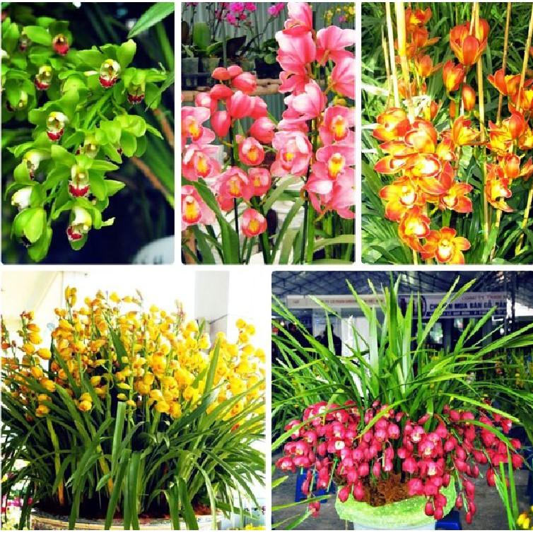 Combo 5 củ giống hoa địa lan santo mix màu