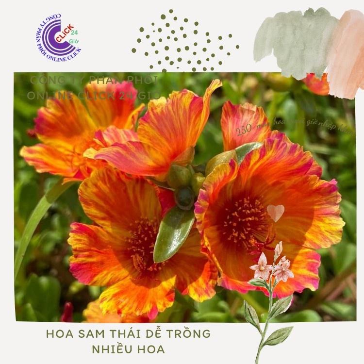 200g Cành Giống Hoa Sam Chuẩn SAM THÁI Nhập Khẩu Hoa To Màu Số 14 Thống Soái Hoa Mười Giờ Bonsai & Phụ Kiện