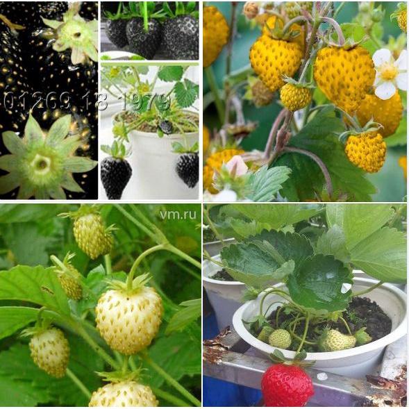 Combo 4 gói hạt giống dâu tây các loại-gói 100 hạt-tặng kèm gói kích mầm