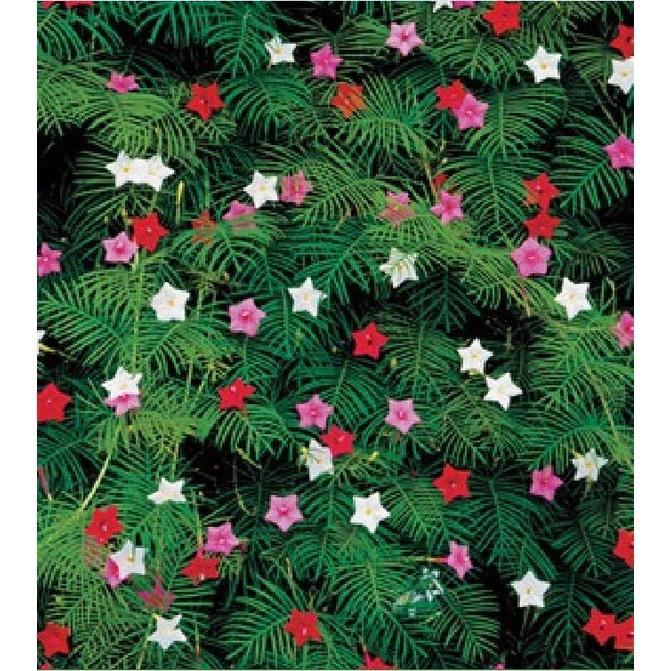 Combo 3 gói hạt giống hoa leo dàn tóc tiên -tặng kèm 1 gói kích thích nảy mầm