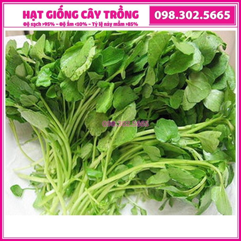 Hạt giống rau cải xoong dễ trồng năng suất cao, nhanh thu hoạch, thích hợp trồng chậu và đồng ruộng