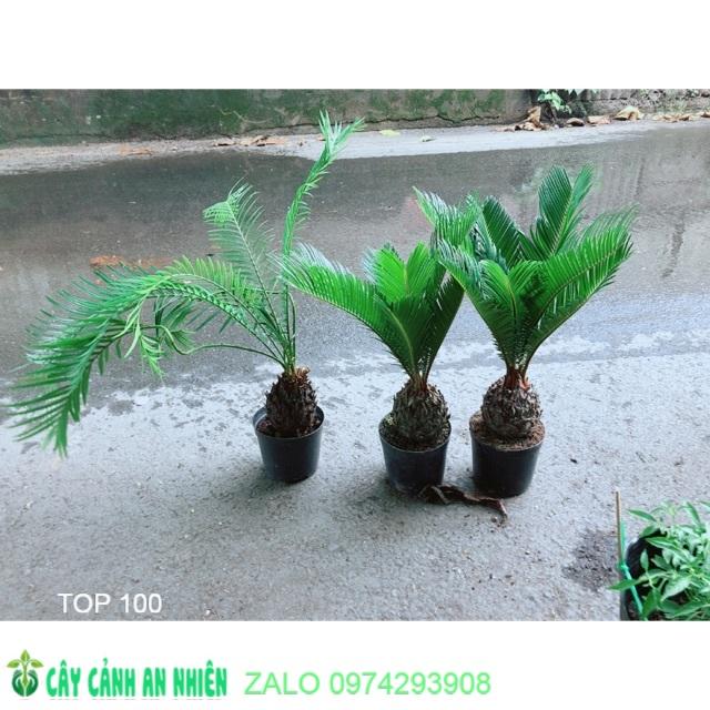 Thiên Tuế Cao 40cm giá 140k/chậu