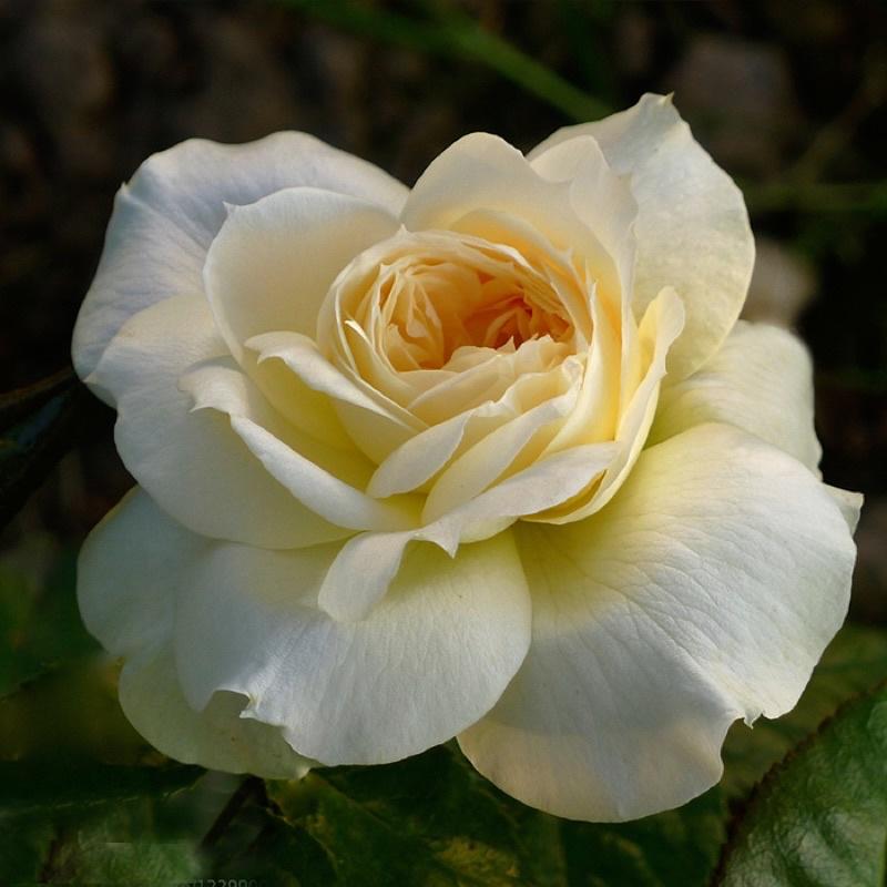 Hoa hồng Tchaikovsky Rose - hồng bụi, màu trắng kem, hoa thơm