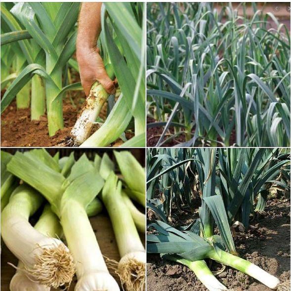 Hạt Giống Hành Baro,Tỏi Tây-gói 1gr/tặng kèm gói phân bón lót