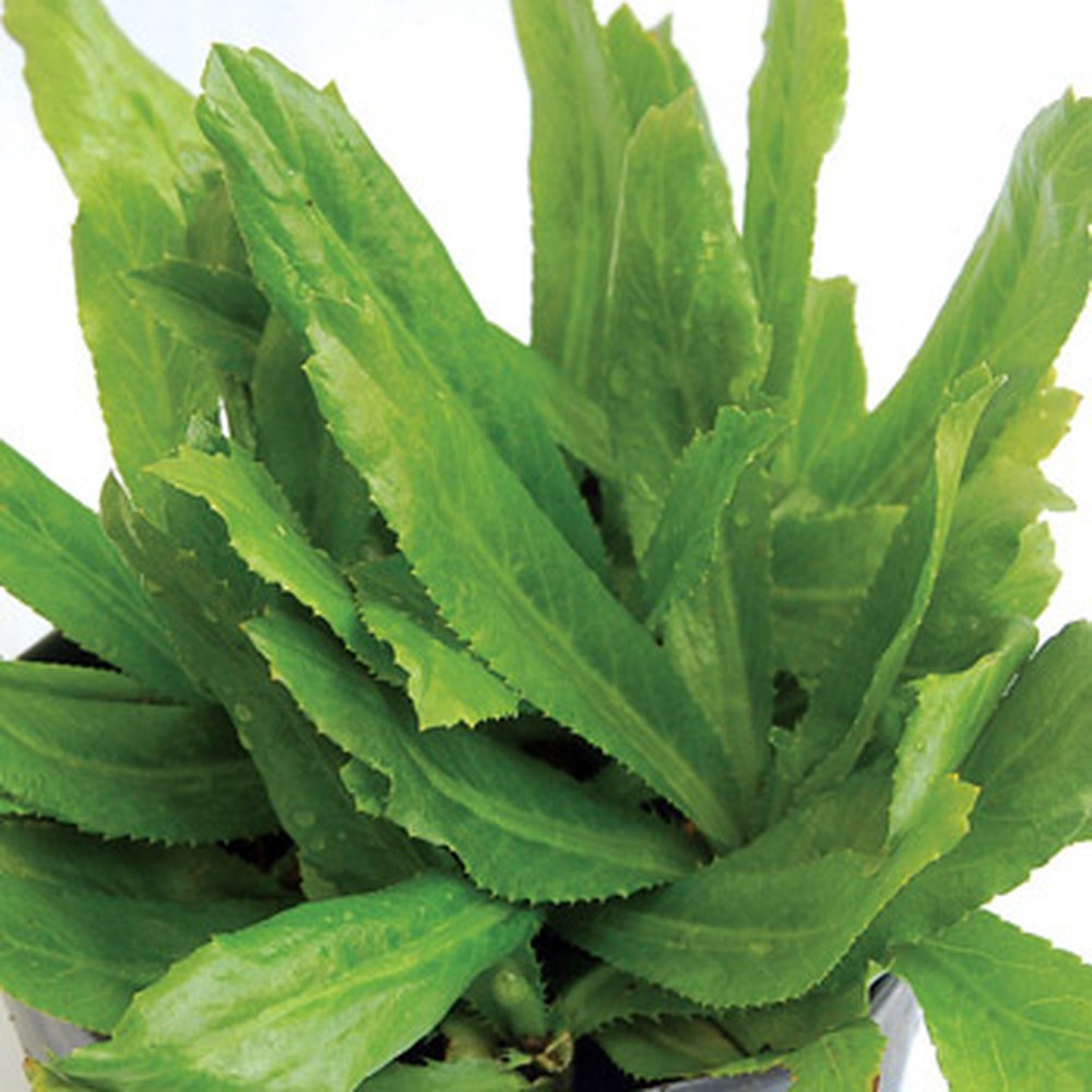 Hạt giống ngò gai - ngò tàu - mùi tàu VTP64