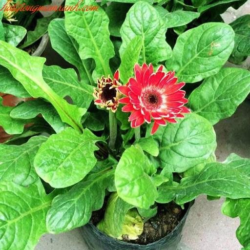 COMBO 2 CHẬU HOA ĐỒNG TIỀN LÙN HÀ LAN SIÊU ĐẸP