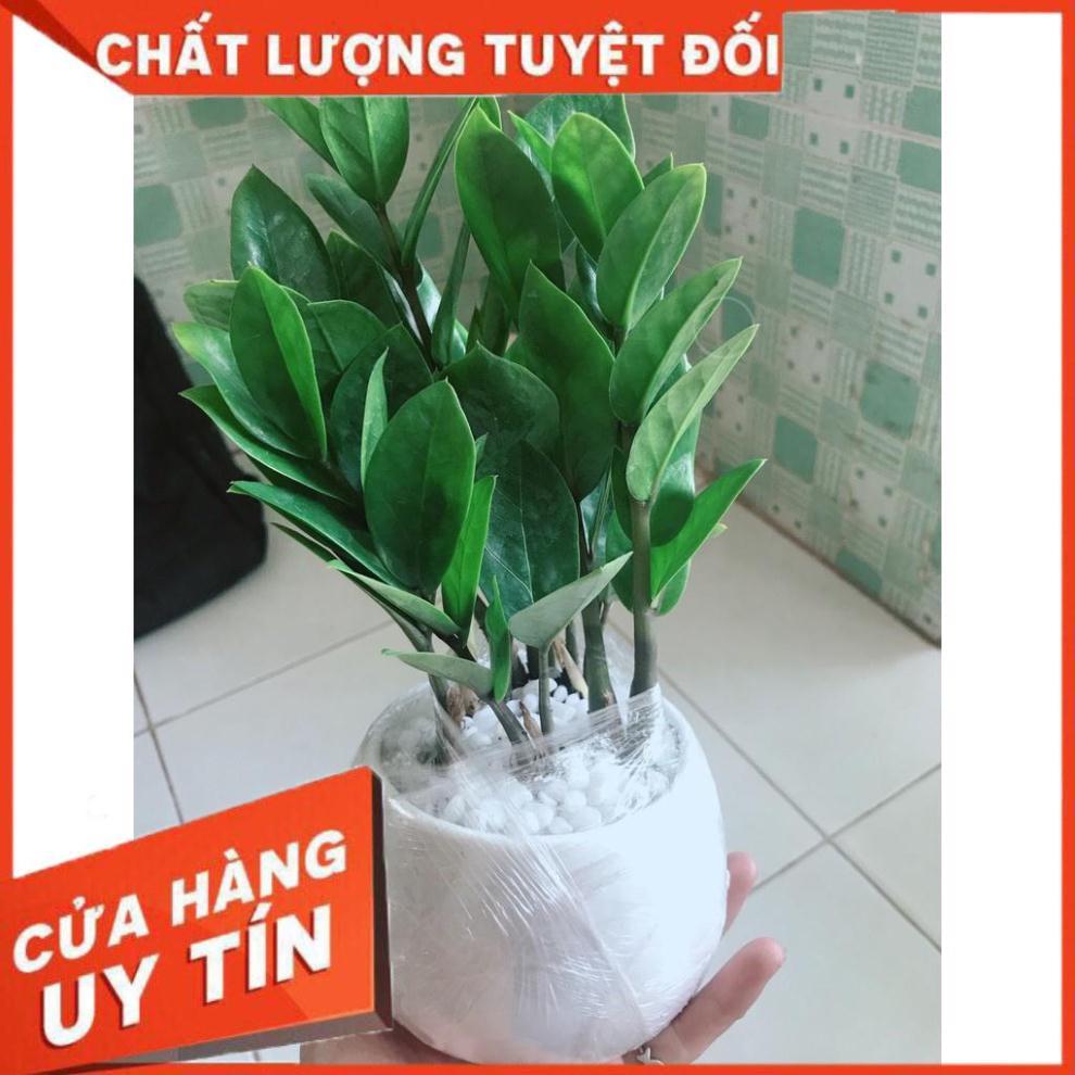 Chậu kim tiền thái Nhiều Người Mua