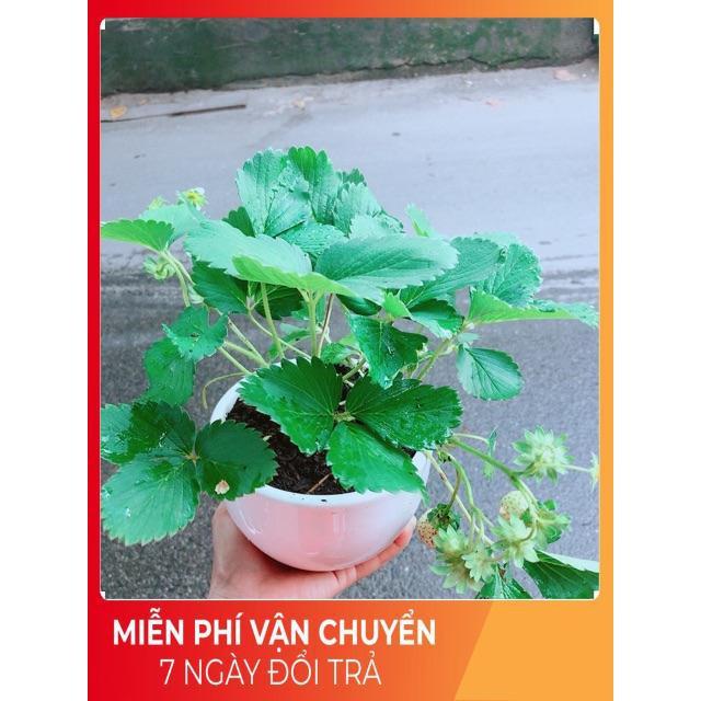 Chậu Dâu Tây