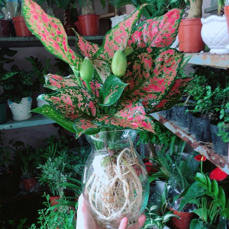 Chậu Cây Vạn Lộc Thuỷ Sinh