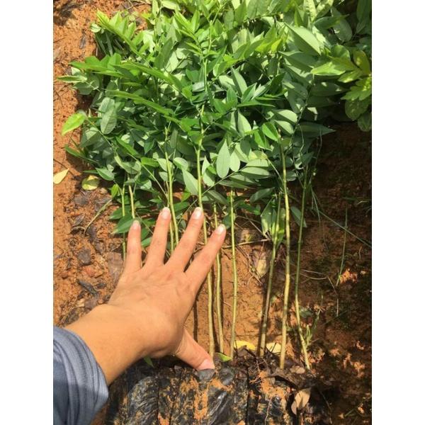 Cây giống sưa đỏ
