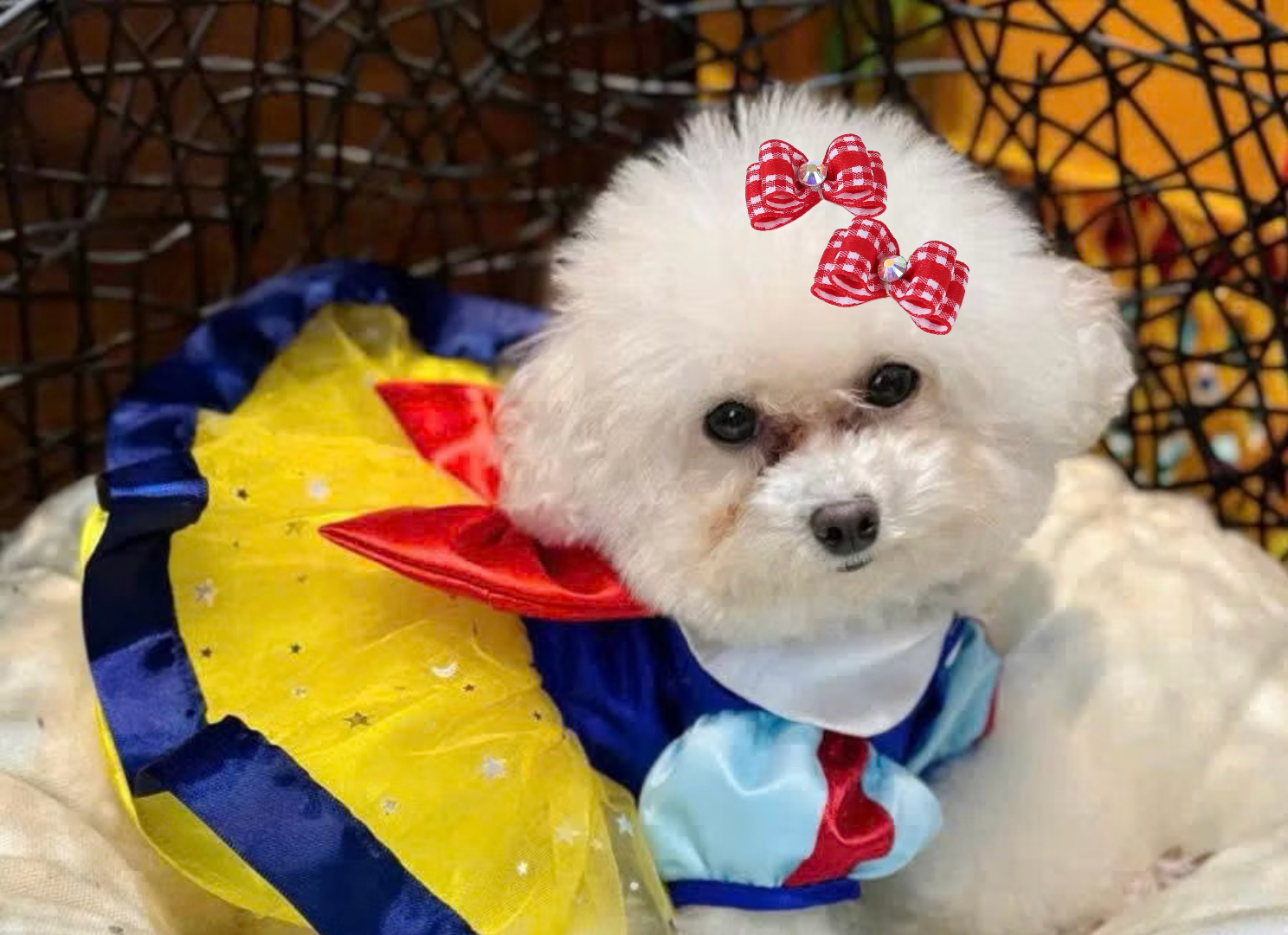 NƠ KẸP TÓC SANG TRỌNG NHIỀU MÀU DỄ THƯƠNG MÃ 12 XINH XẮN CHO THÚ CƯNG CHÓ MÈO