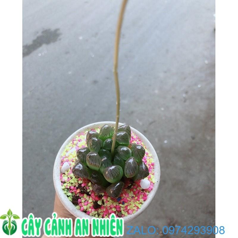 Chậu Kim Cương Copi Tím