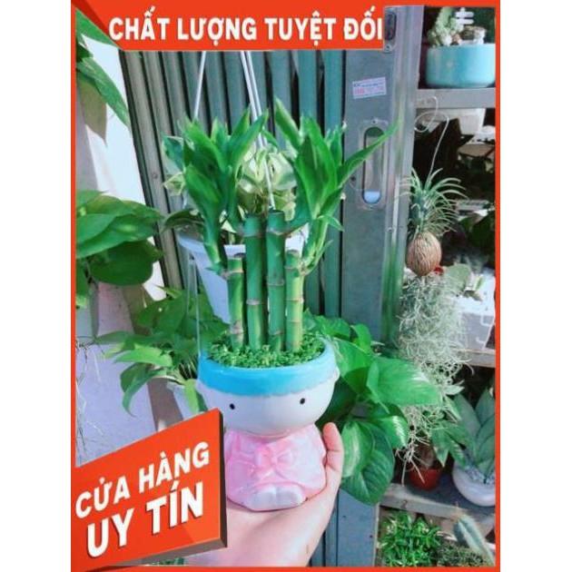 Chậu Trúc Phát Tài Cô Gái
