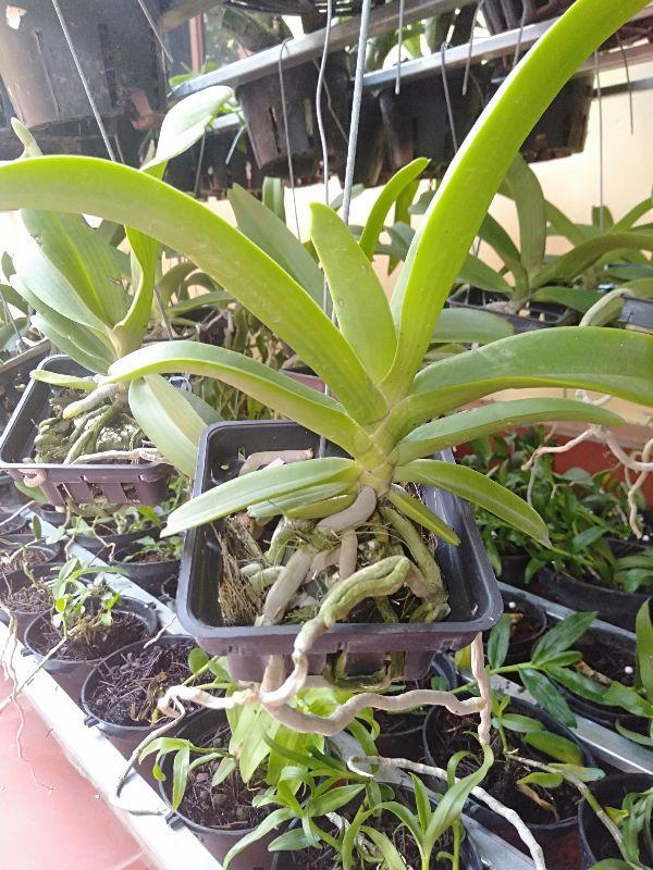 Hoa phong lan đai châu thái năm 3 cây cực đẹp