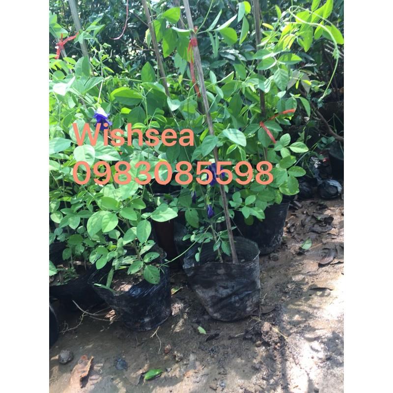 Cây hoa đậu biếc