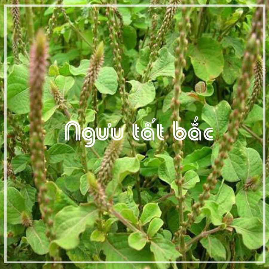 Cây Ngưu Tất Bắc khô gói 500gram