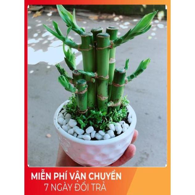 Chậu Trúc Phát Tài