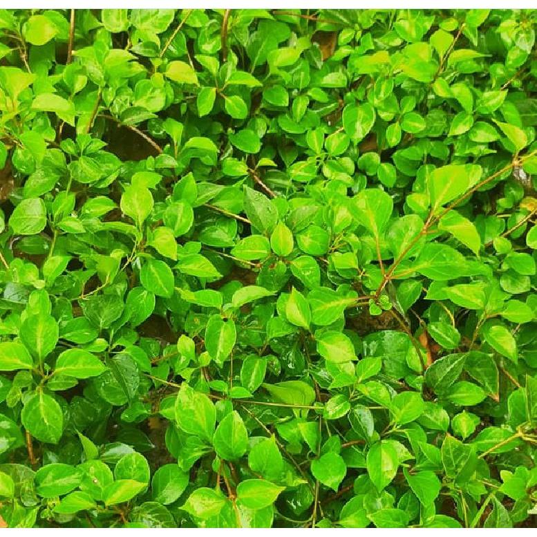 Hạt Giống Cây Lá Giang KNS3703 - Gói 10 hạt