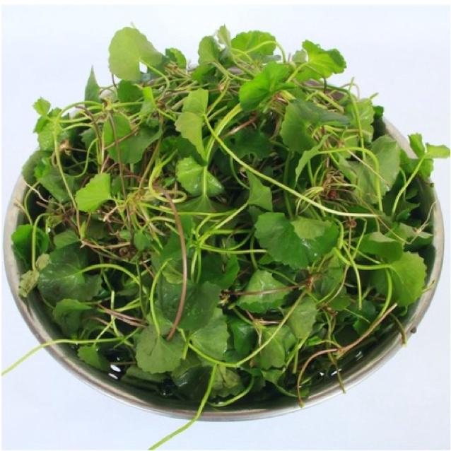 RAU MÁ HƯƠNG - bầu giống