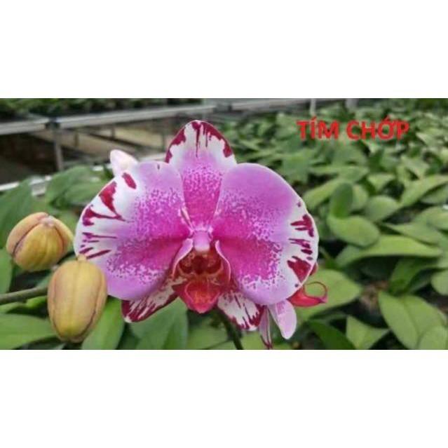Hô điệp sẵn ngồng nụ cho hoa tết