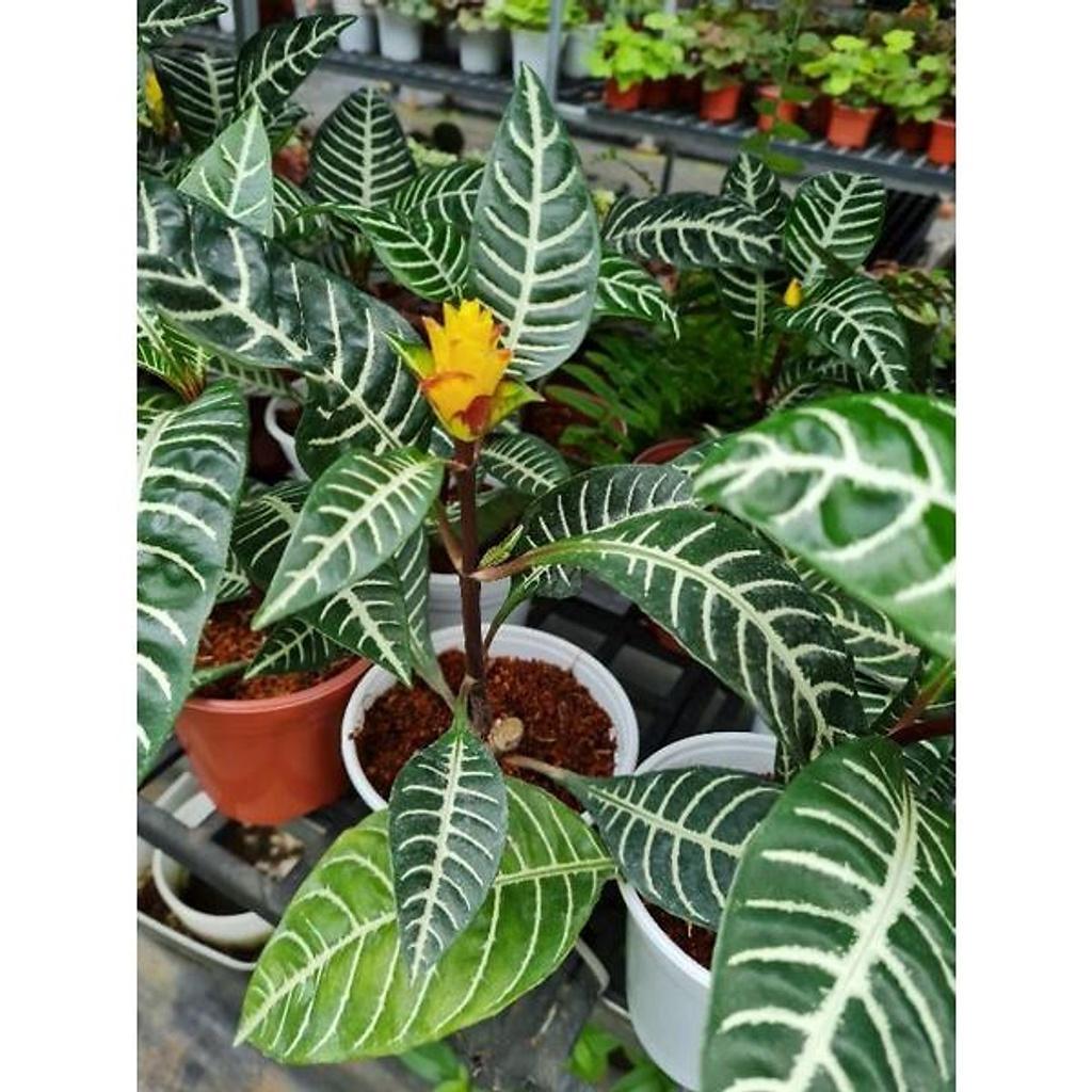 Cây lá ngựa vằn hoa vàng- bầu cây ổn định