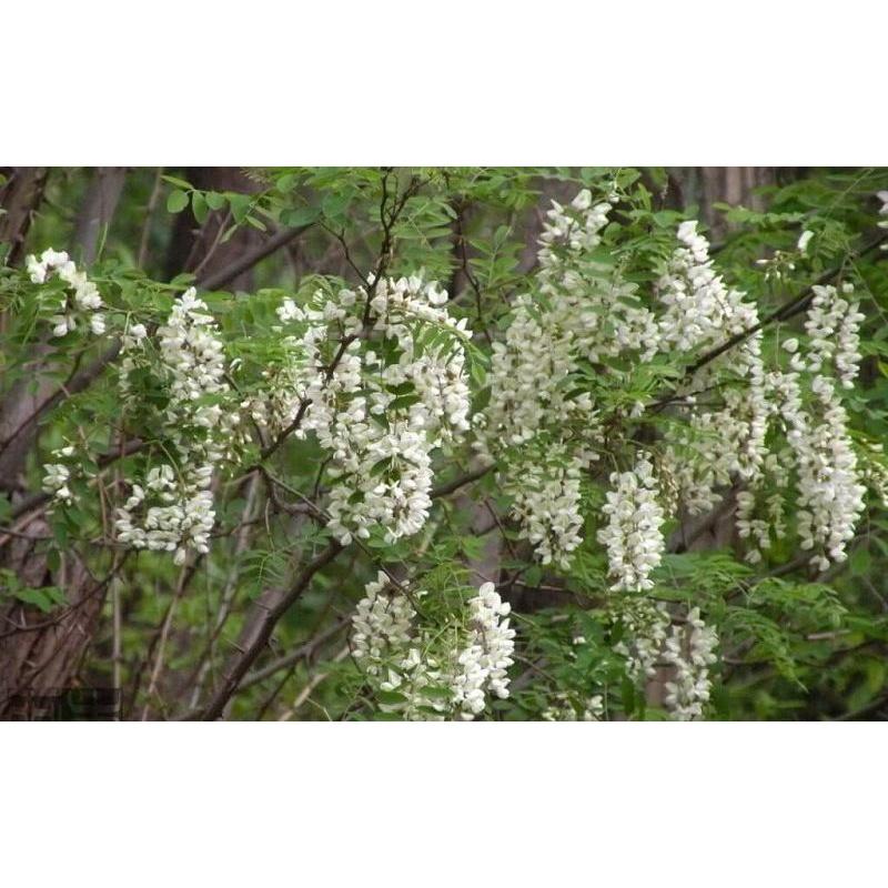 CÂY GIỐNG HOA HÒE