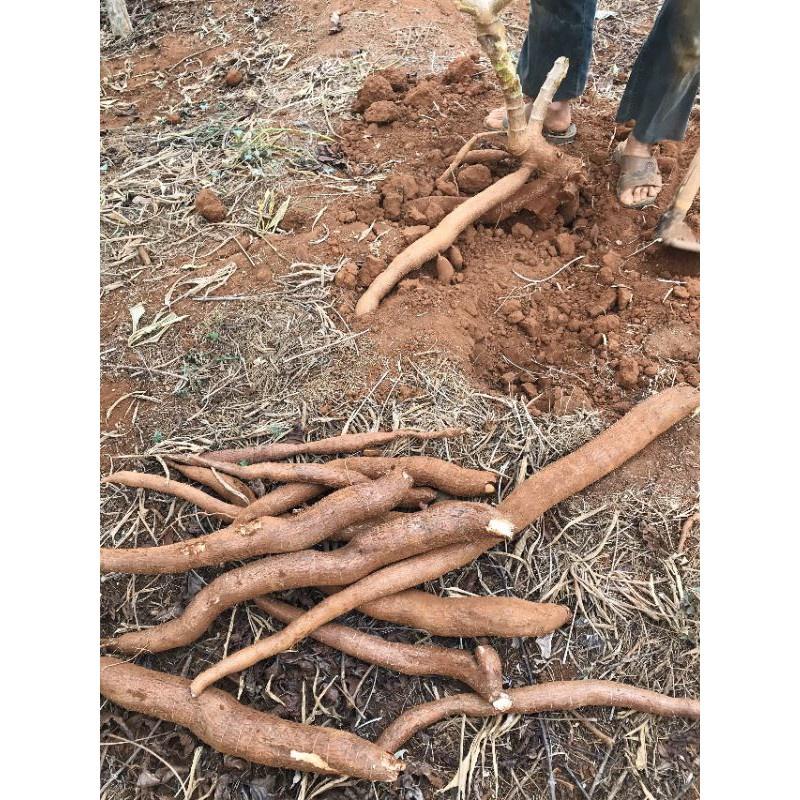 Cây giống khoai sắn ruột vàng khoai mì vàng giống