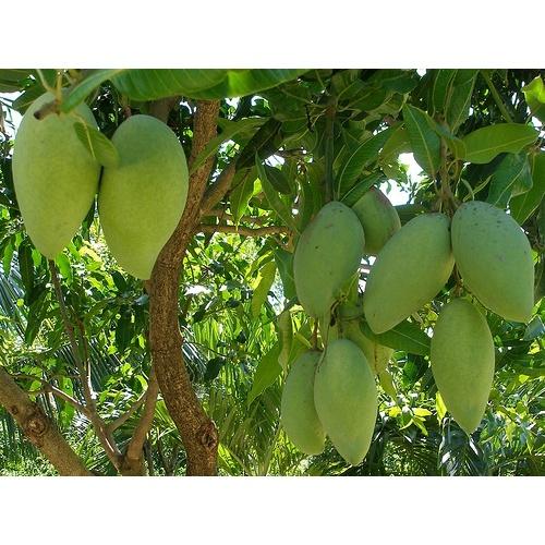 CÂY XOÀI LÉP HẠT