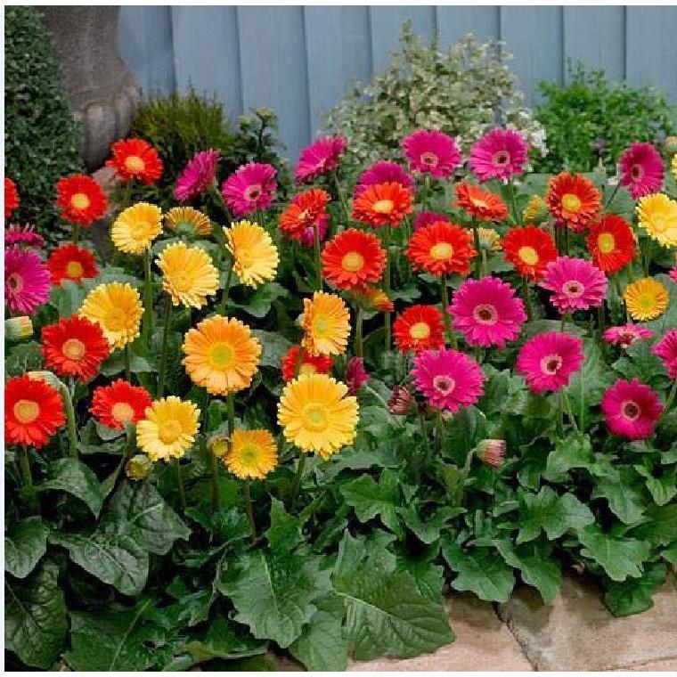 Hạt giống hoa đồng tiền mix màu-gói 15 hạt-tặng kèm gói phân bón lót